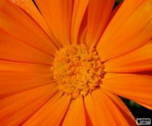 Puzzle Πορτοκαλί λουλούδι